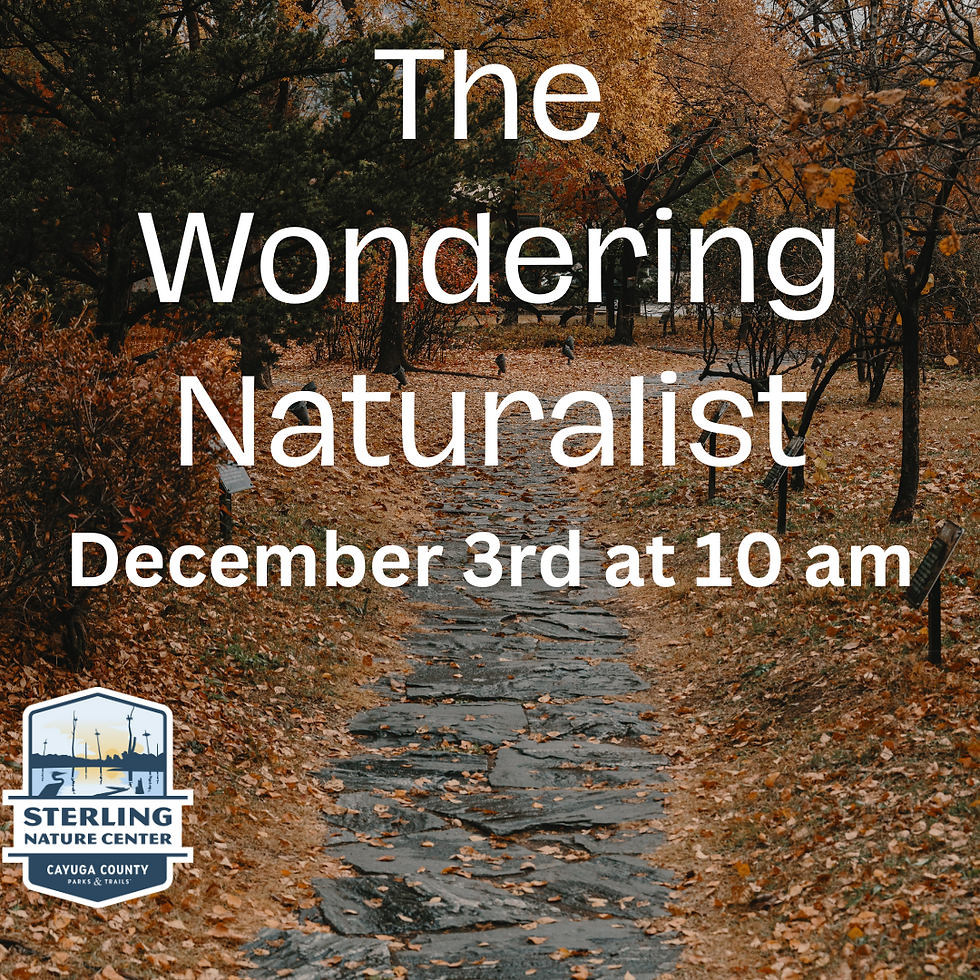 Wandering Naturalist