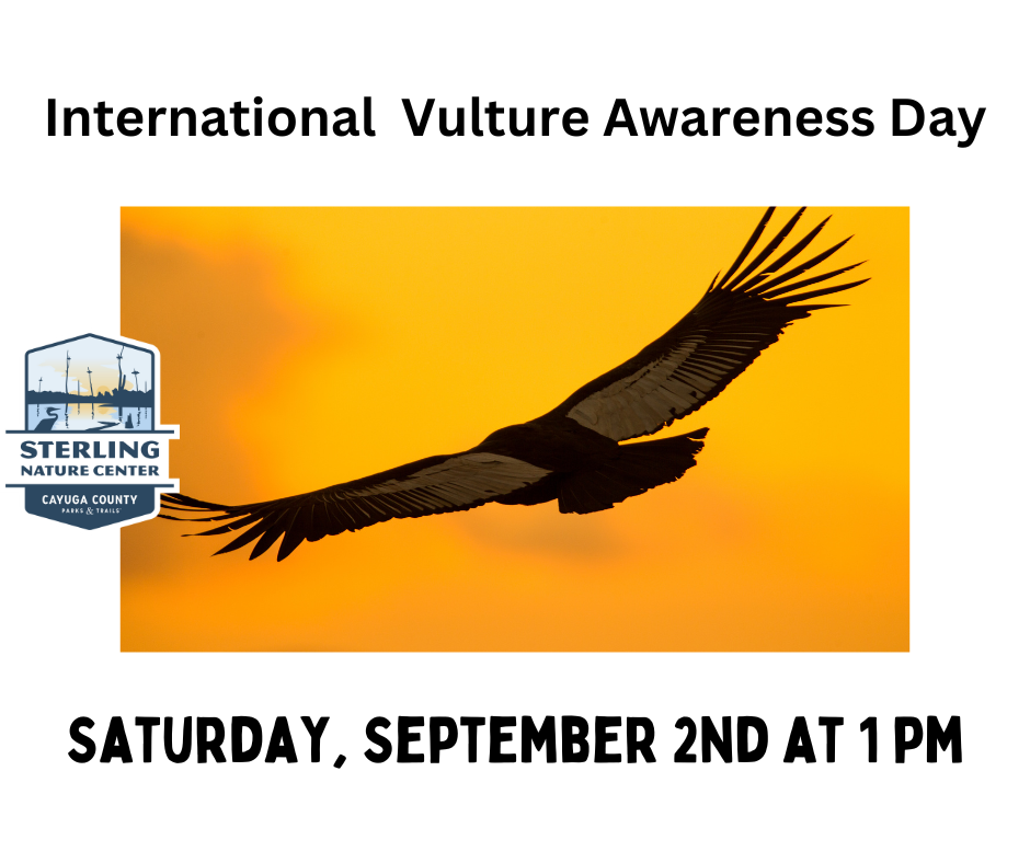 International Vulture Awareness Day