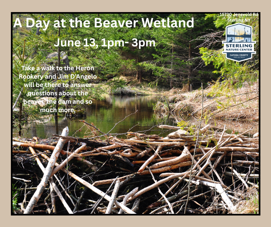 A day at the Beaver Wetland