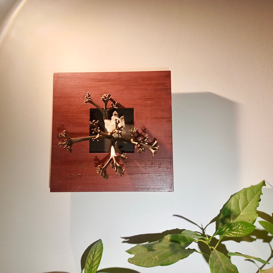 Miniature : AGAVE ENCADRÉE