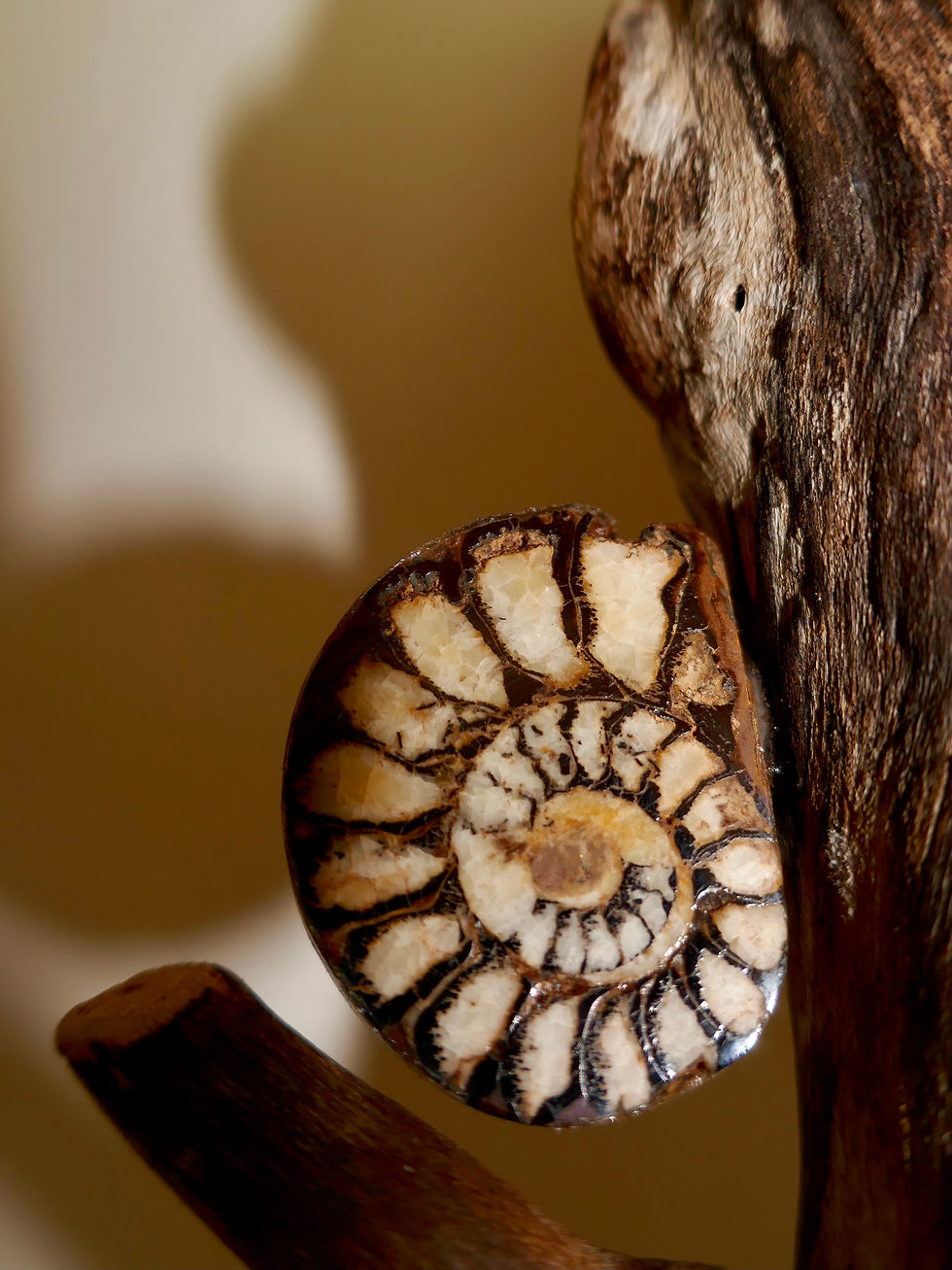 Miniature : ISADORA