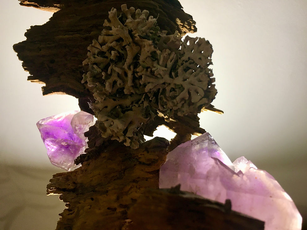 Miniature : Pinède Améthyste