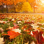 leaves-falling-early.jpeg