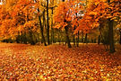 shutterstock_214393993-1024x683_edited.jpeg