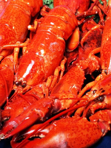 Lobster