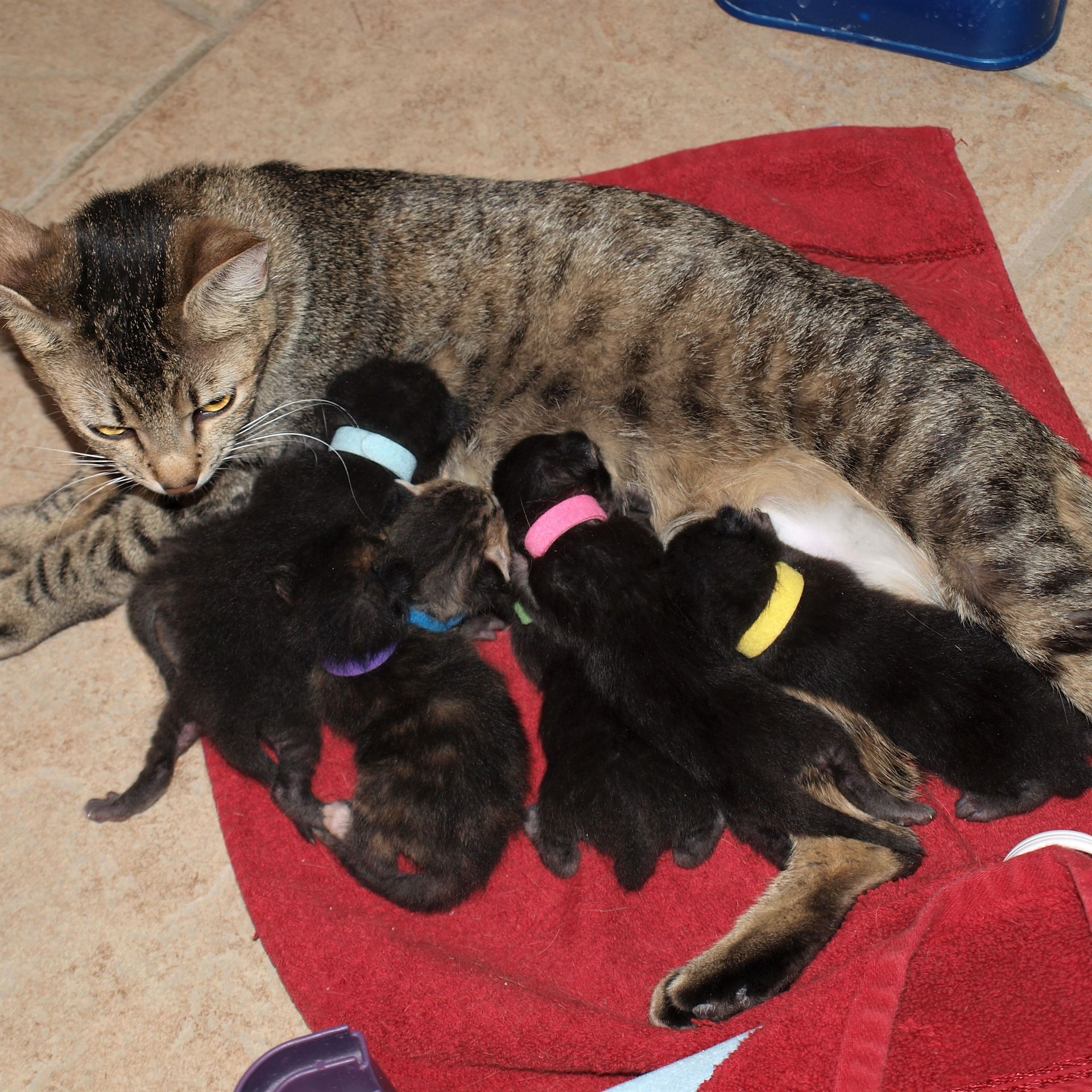 19 id collars