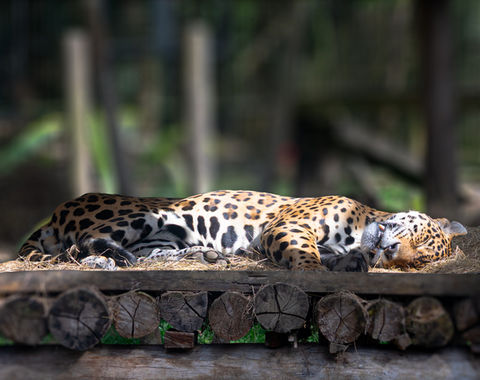 Naturaleza & fauna