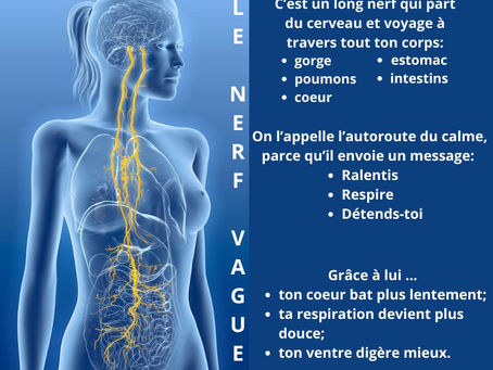 La massothérapie et le nerf vague