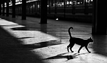 cat on road.jpg