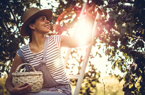 Woman Picking Fruit