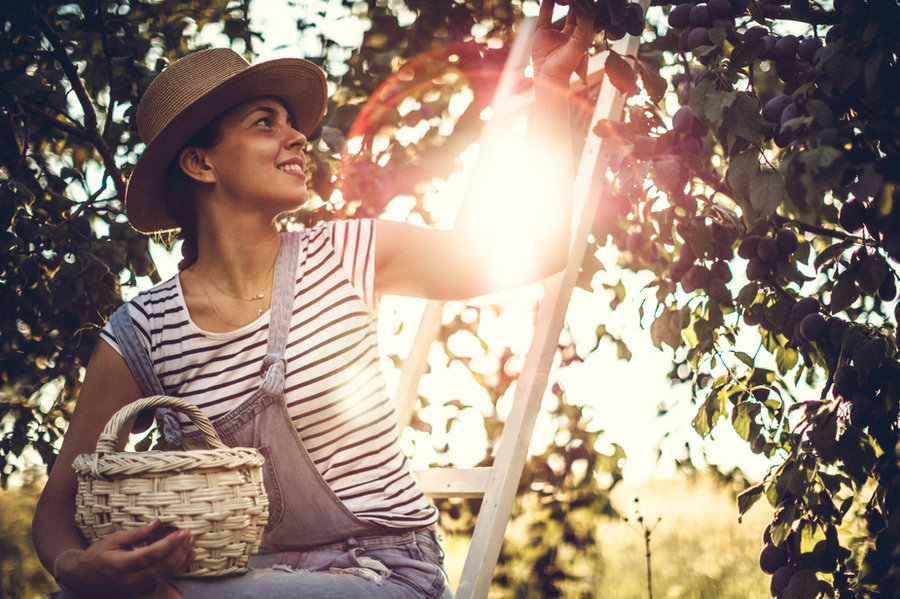 Mujer recogiendo fruta