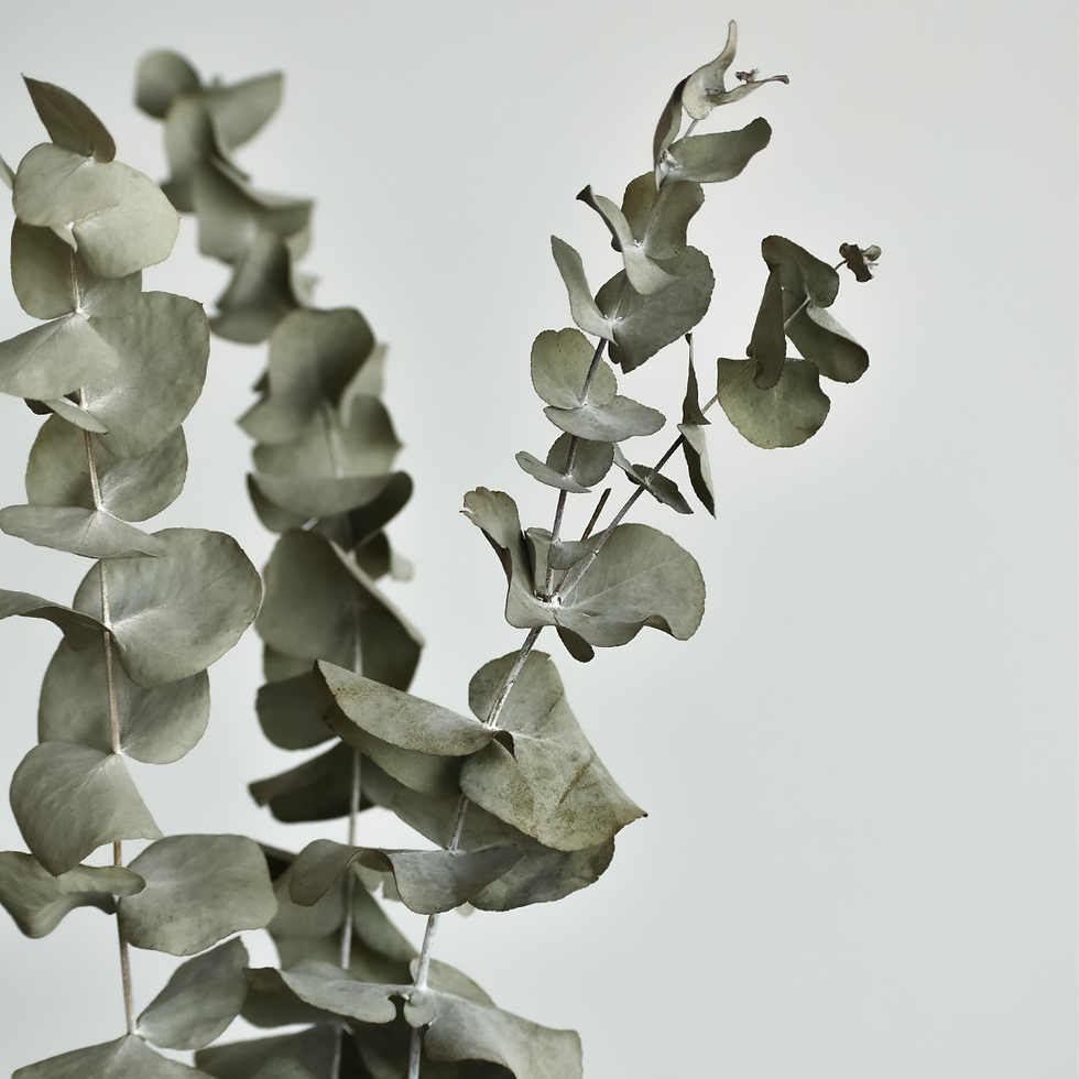 Thumbnail: Pure Eucalyptus Essential Oil