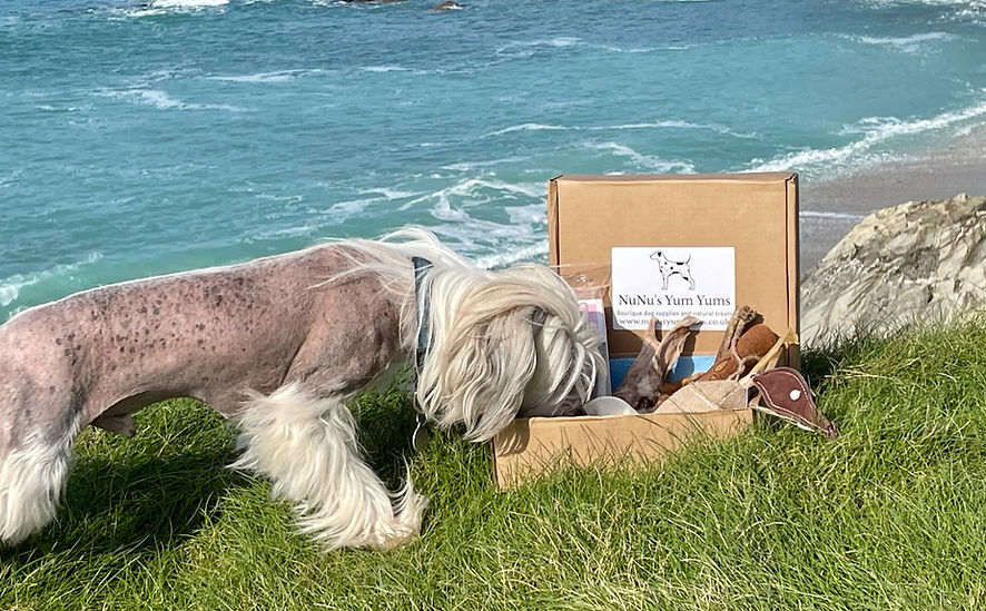 Do on beach with NuNus Yum Yums Treat box