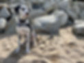 Archer at the beach