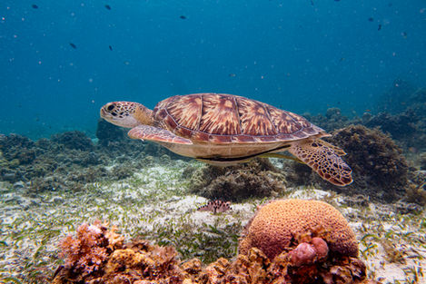 Panglao diving packages - turtle
