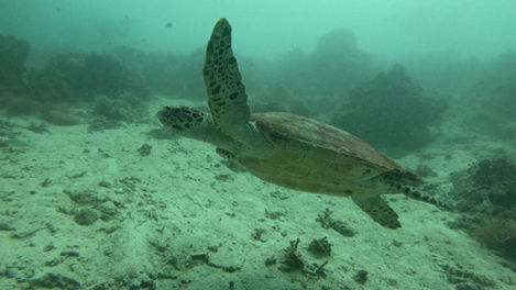 Pamilacan Island Diving Turtle glide