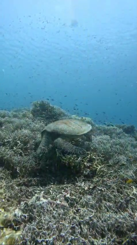 doljo point turtle eating again