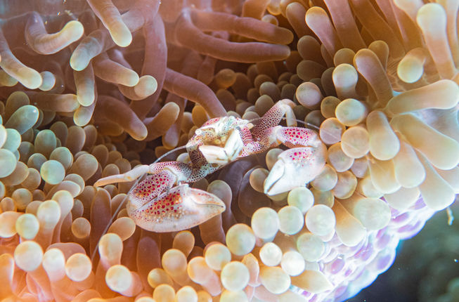 Bohol Fish ID - Philippines Fish Species - porcelain crab