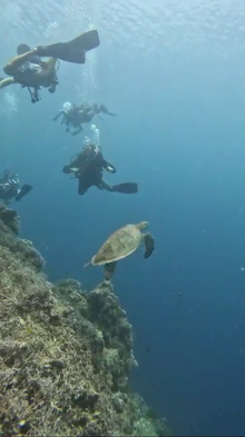 Divers seeing turtle in a Panglao dive site