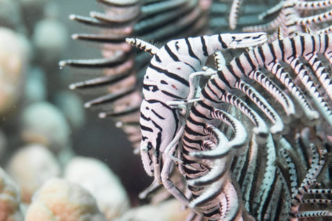Philippines Fish Species - Bohol Fish Id - feather star and shrimp