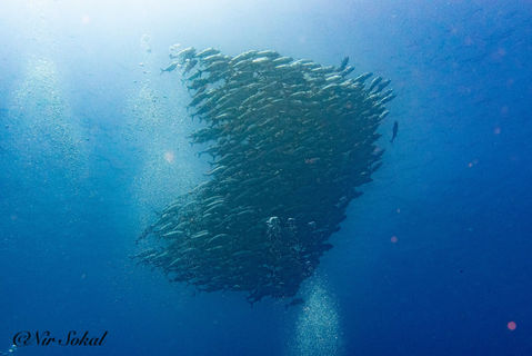 Balicasag Diving - jackfish