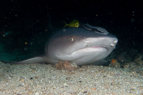 Philippines Fish Species - Bohol Fish Id - philippines white tip shark 1