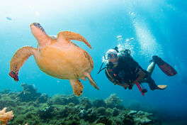 Philippines Fish Species - Bohol Fish Id - turtle and diver