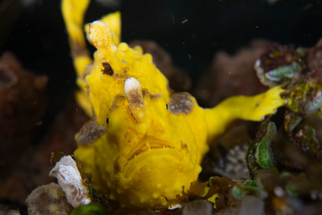 Balicasag Diving - frogfish yellow