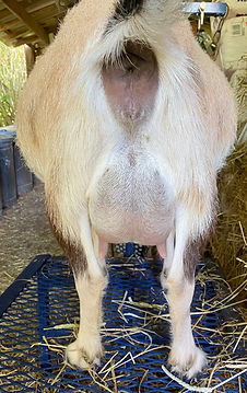 Dreahook SS Chickadee Maplecrest Farm Nigerian Dwarf