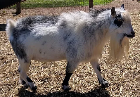 Dreahook DB Cosmos Cosmic Maplecrest Farm Nigerian Dwarf