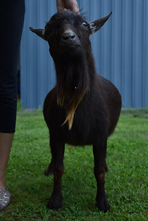 Lady Walkers Millennium Falcon Little Goat Hill Maplecrest Farm