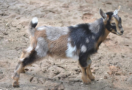 Maplecrest Farm OBFCNY SK Arabian Knight Nigerian Dwarf
