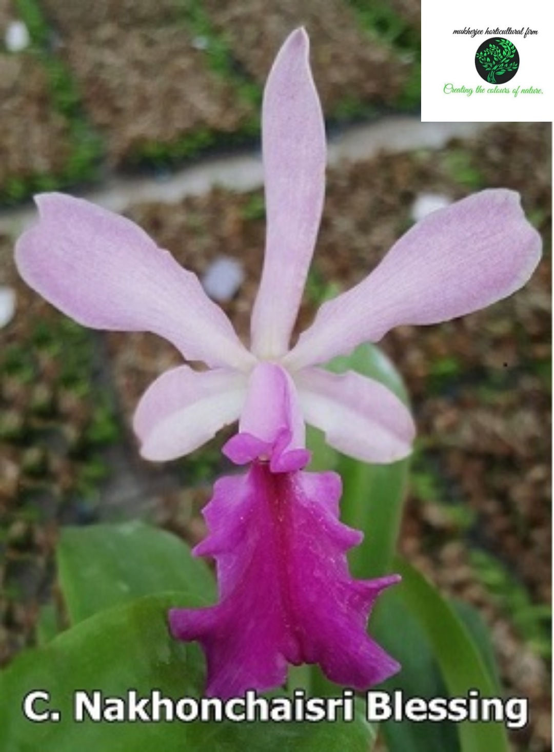 Cattleya nakhonchaisri blessing