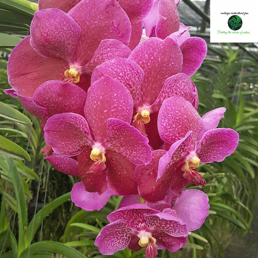 Vanda dr. Anek bai 2 - BS Without Flowers