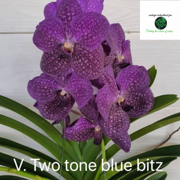 Vanda tow tone blue bitz - BS Without Flowers