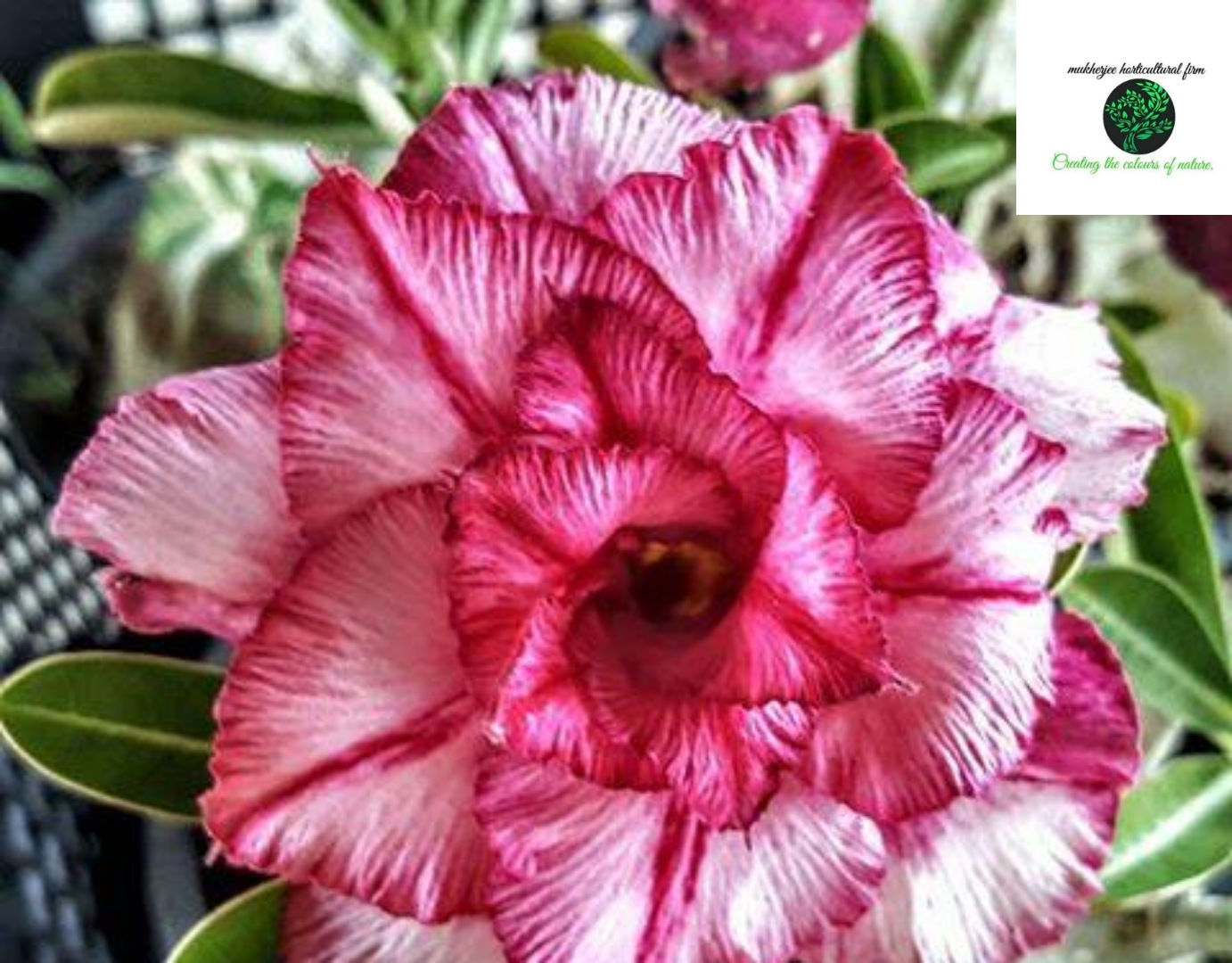 Adenium "siam-lastk"
