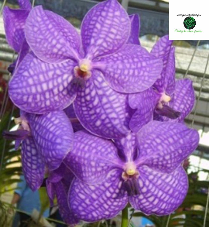Vanda sansai blue - BS Without Flowers