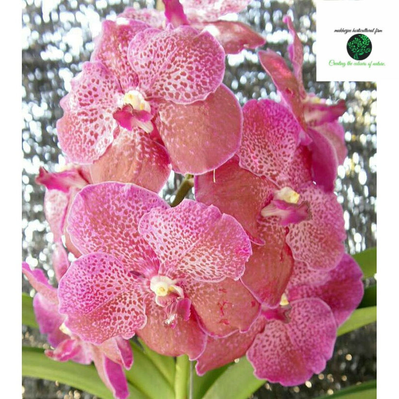 Vanda simiran dr. Anek - BS Without Flowers