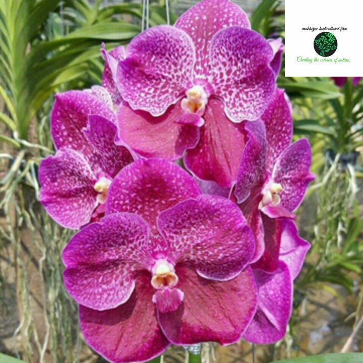 Vanda ponpimol x fuch delight - BS Without Flowers