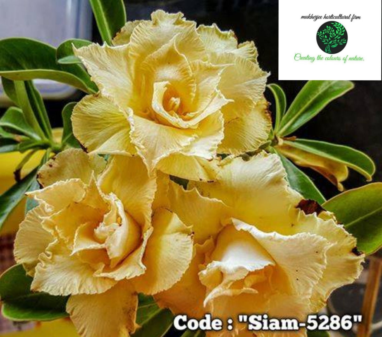 Adenium "siam-5286"