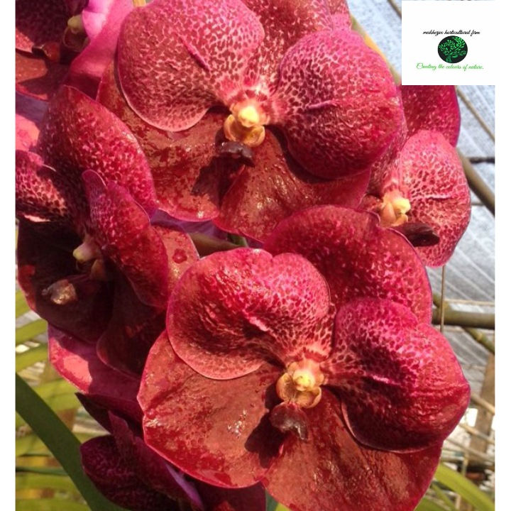 Vanda robert #358 - BS Without Flowers