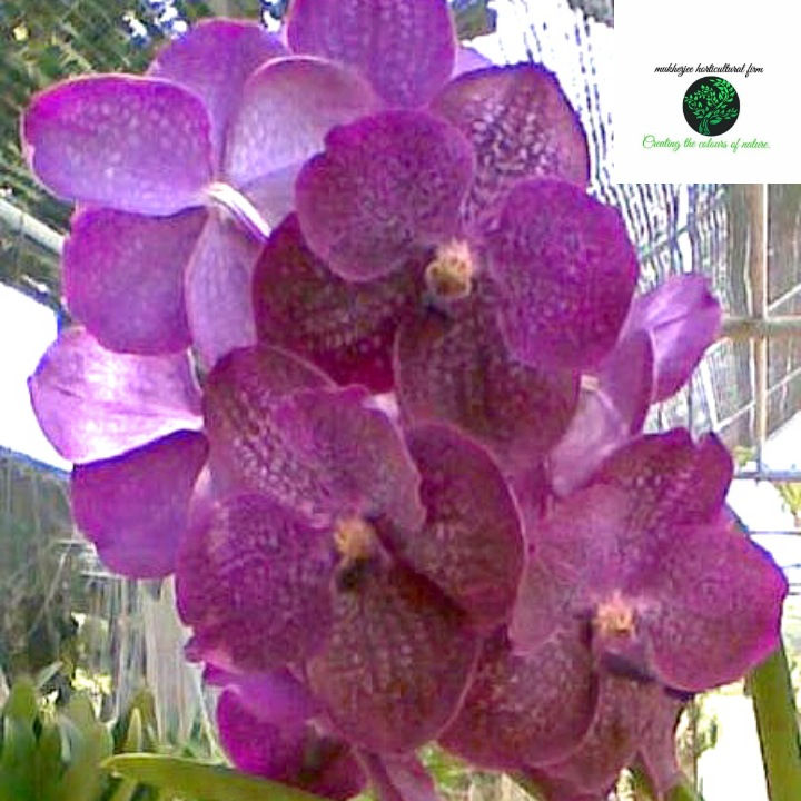 Vanda somsri blue bitz - BS Without Flowers