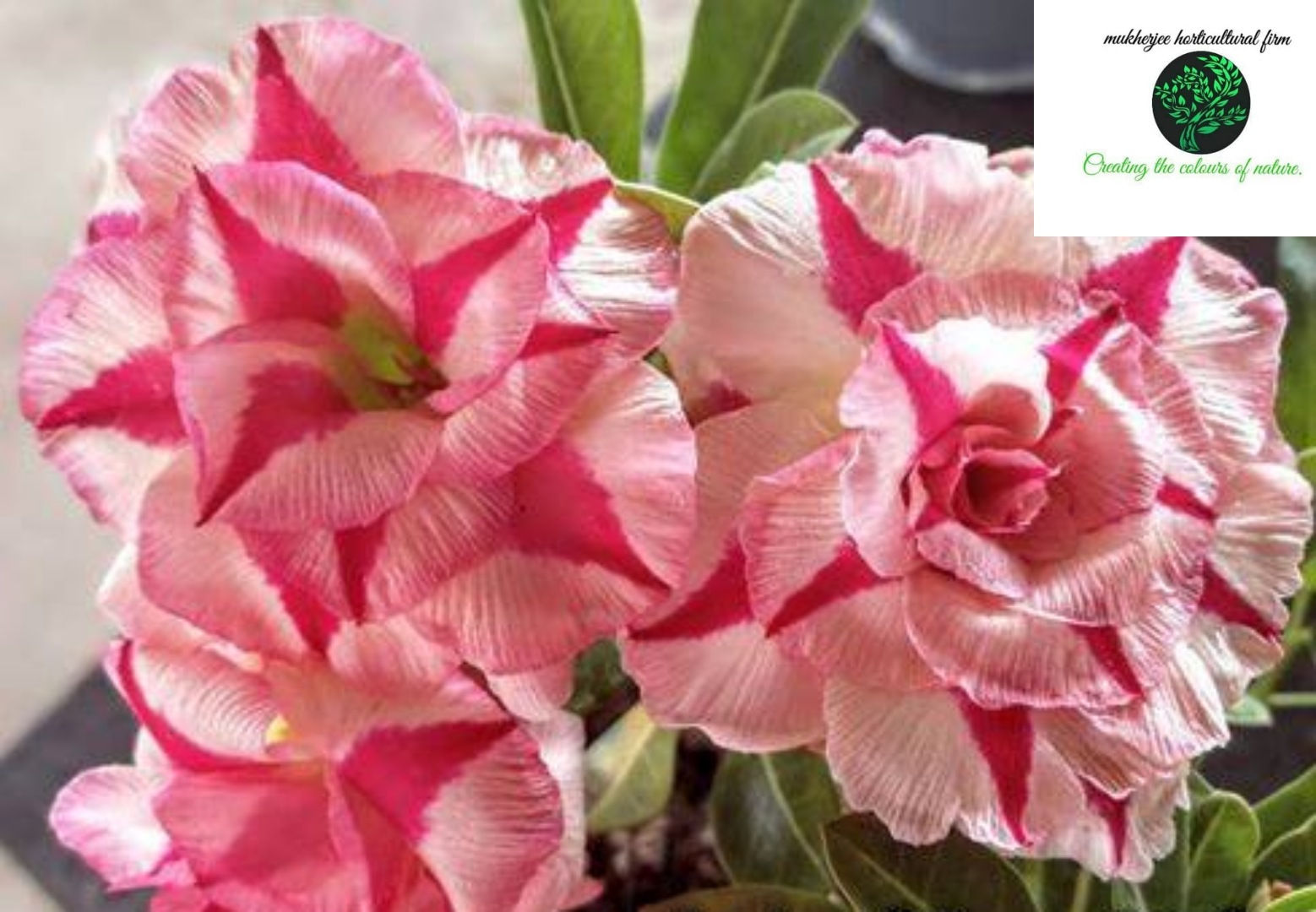 Adenium "siam-607"