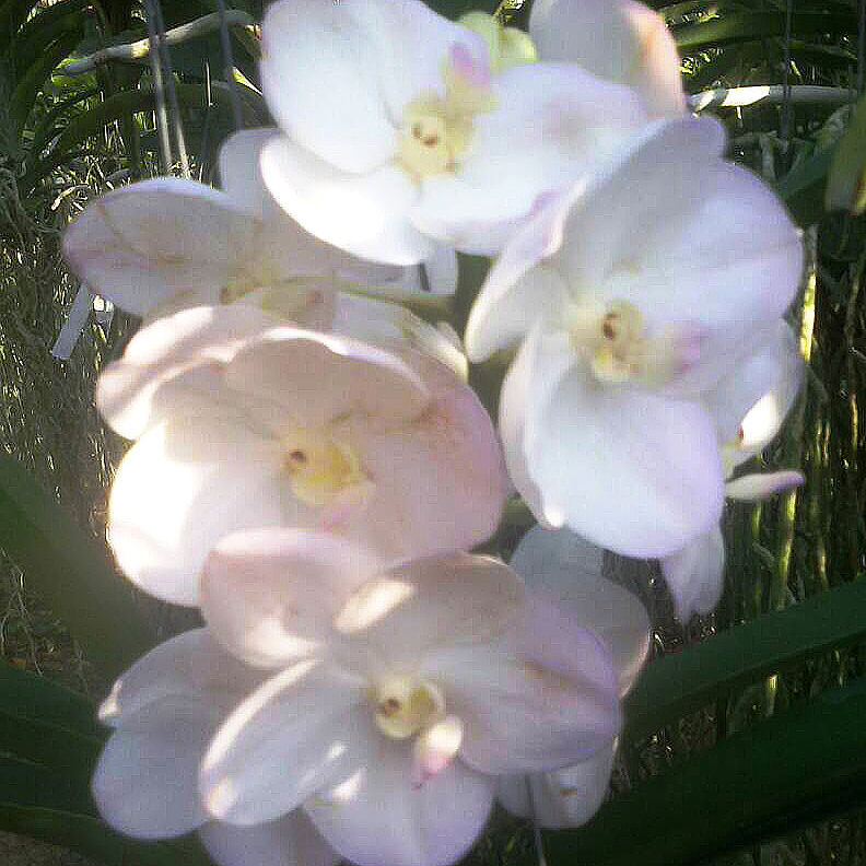 Vanda muang thong tubtim - BS Without Flowers