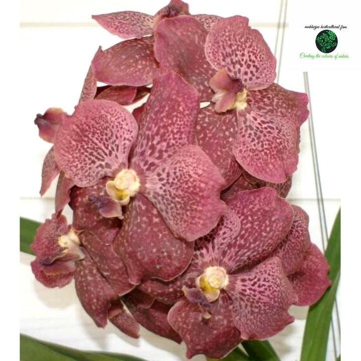 Vanda earut leopard dr. Anek - BS Without Flowers