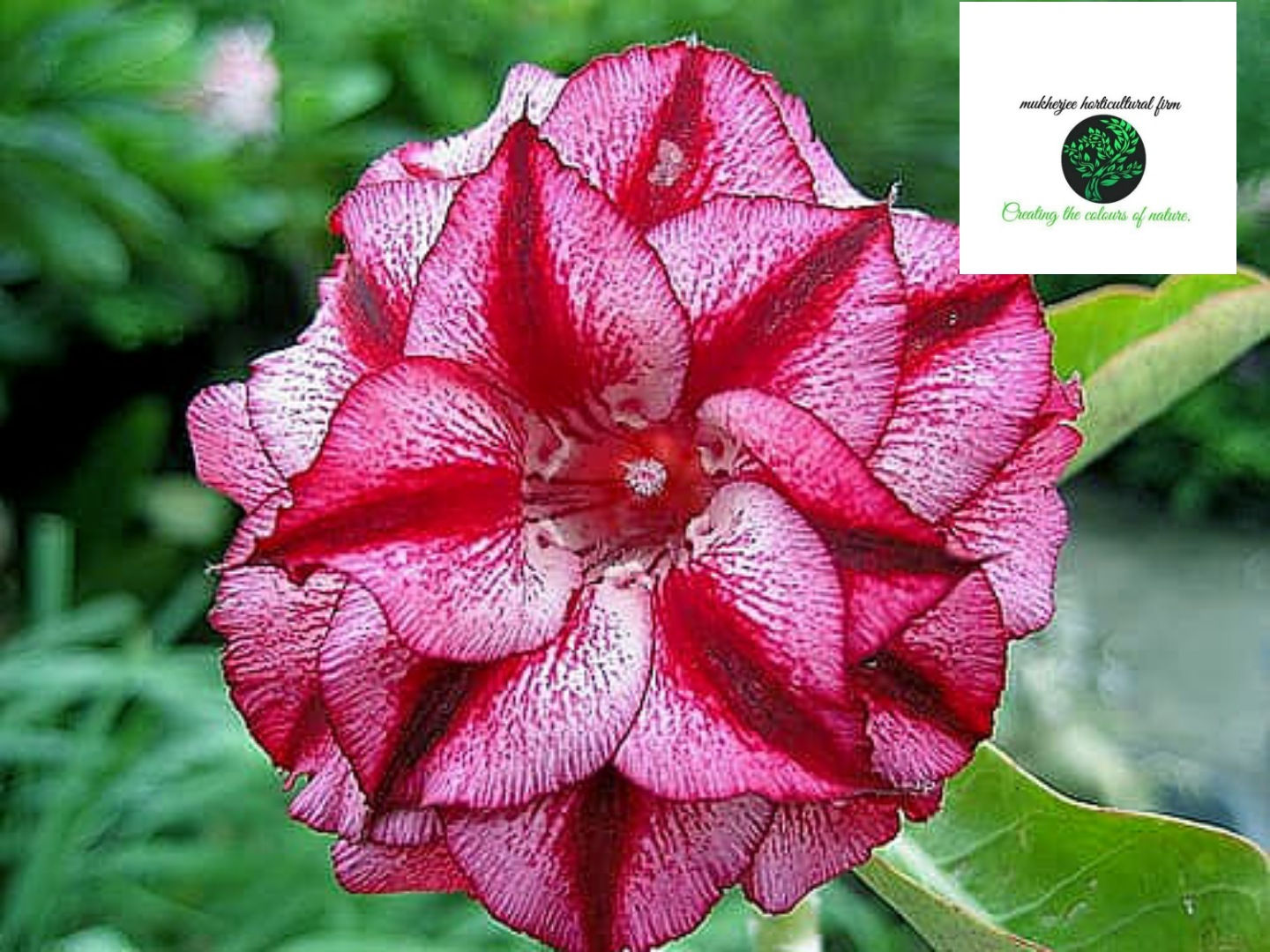 Adenium "siam-ak5500"