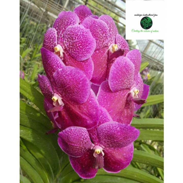 Vanda robert delight - BS Without Flowers
