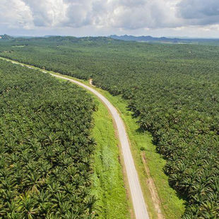 Optimasi Penggunaan Pupuk Melalui Pemantauan Tinggi Muka Air Tanah