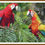 Miniatura: Ref. GXB4476AD - Guacamayas