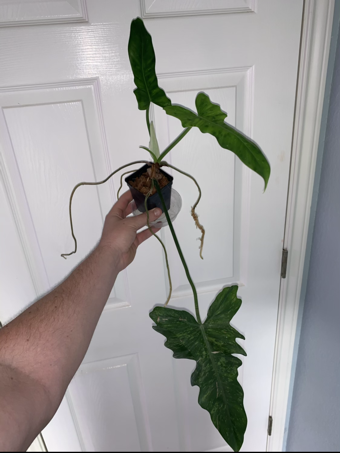 Philodendron Lime Fiddle Chuck Florist S